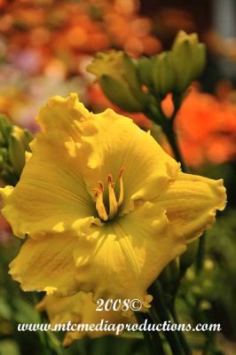 daylily257.jpg