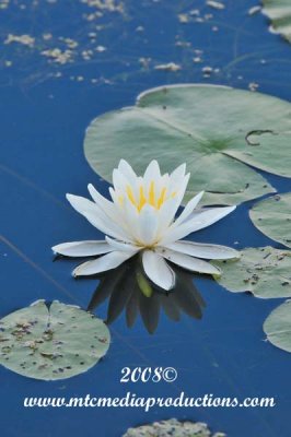 waterlily3.jpg