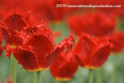 tulips99.jpg