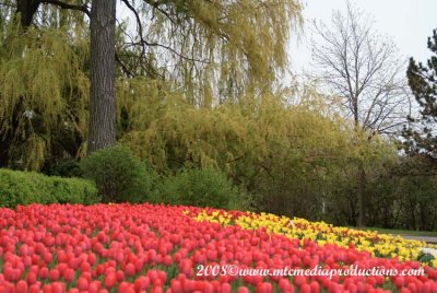 tulips109.jpg