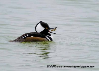 hoodedmerganser18.jpg