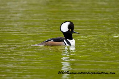 hoodedmerganser23.jpg