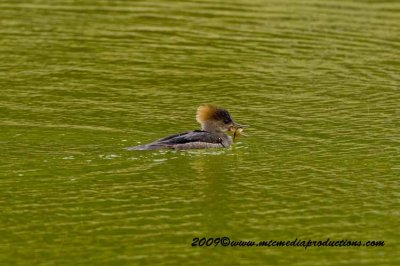 hoodedmerganser27.jpg