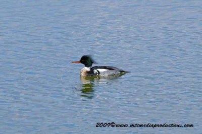 redbreastedmerganser8.jpg