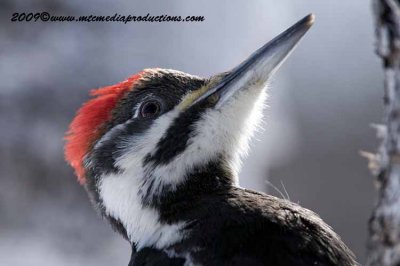 pileatedwoodpecker52.jpg