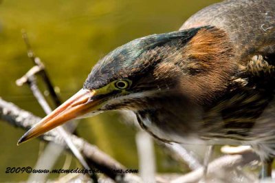 greenheron21.jpg