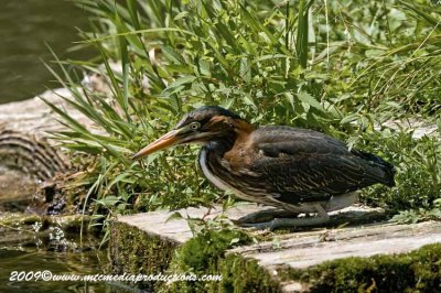 greenheron66.jpg