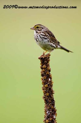 savannahsparrow15.jpg