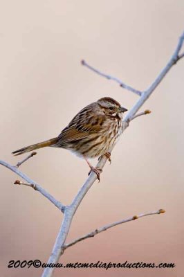 songsparrow7.jpg