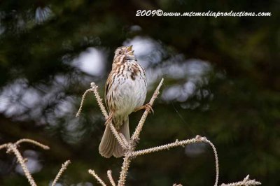 songsparrow11.jpg