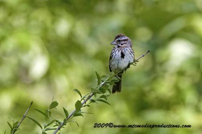 songsparrow16.jpg