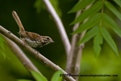 songsparrow22.jpg