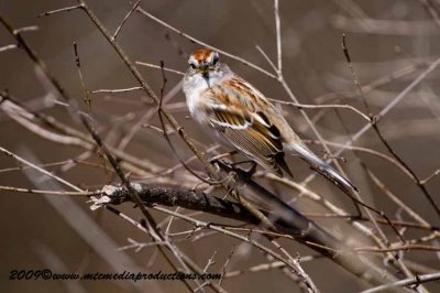 treesparrow58.jpg