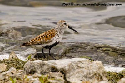 dunlin7.jpg