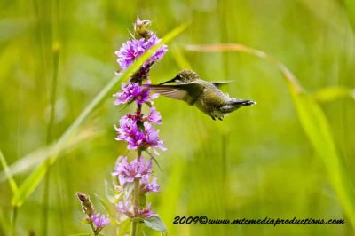 hummingbird11.jpg