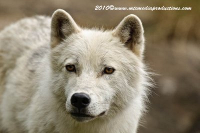 arcticwolf135.jpg