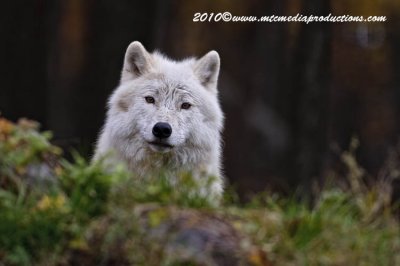 arcticwolf208.jpg