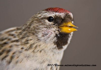 Up Close and Personal - Common Redpoll
