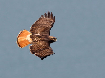 Buse  queue rousse/ Red-tailed Hawk