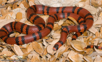 Lampropeltis abnormaHonduran Milksnake