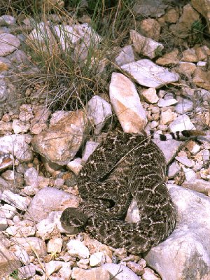 Crotalus atrox