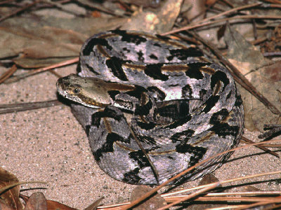 Crotalus horridusTimber Rattlesnake