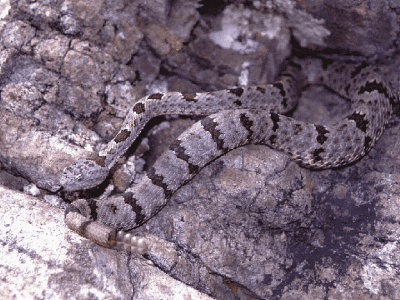 Crotalus lepidusAZ, Santa Rita Mts.