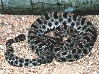 Sistrurus miliarius barbouriDusky Pygmy Rattlesnake