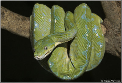 Morelia viridisGreen Tree Pythoncaptive