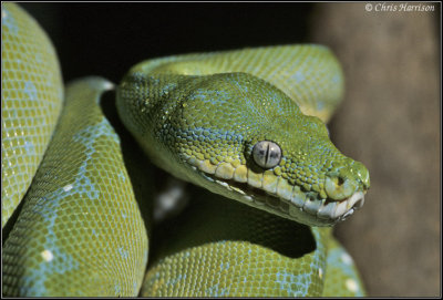 Morelia viridisGreen Tree Pythoncaptive