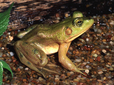 Lithobates grylioPig Frog
