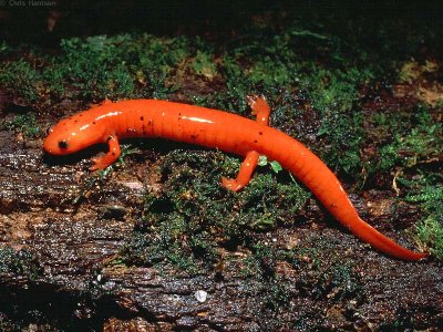 Pseudotriton montanus diastictusMidland Red Salamander