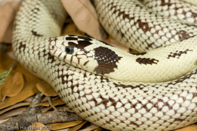 Lampropeltis californiaeCalifornia Kingsnake