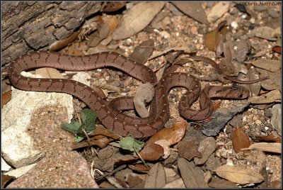 Dasypeltis scabraAfrican Egg-eating Snake