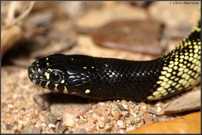 Lampropeltis splendidaDesert Kingsnake