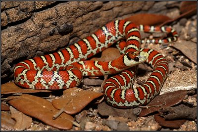 Lampropeltis pyromelana knoblochiChihuahua Mountain Kingsnake