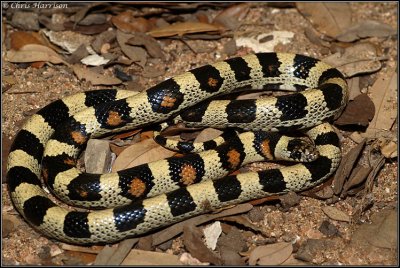 Lampropeltis gentilisGreat Plains Milksnake