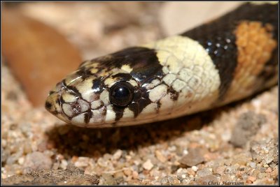 Lampropeltis gentilisGreat Plains Milksnake