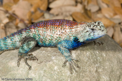 Spiny Lizards and Relatives