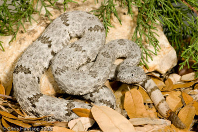 Crotalus lepidusTX, Real Co.