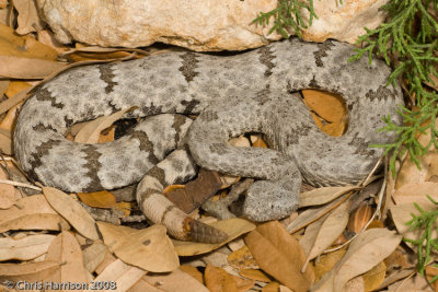Crotalus lepidusTX, Real Co.