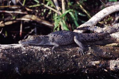 Crocodylus acutusAmerican Crocodile