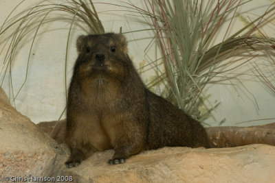 Rock HyraxProcavia capensis