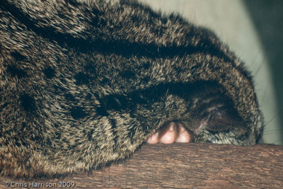 <b>African Palm Civet</b><br><i>Nadinia binotata</i>