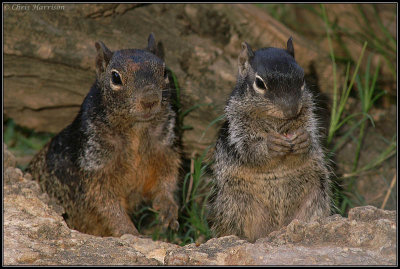 Rock SquirrelSpermophilus variegatus
