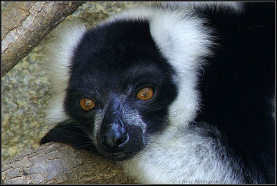 <b>Black-and-White Ruffed Lemur</b><br><i>Varecia variegata</i>