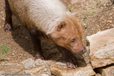 Bush Dog Speothos venaticusSan Antonio Zoo