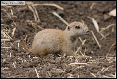 Black-tailed Prairie DogCynomys ludovicianus