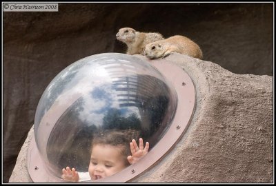 Black-tailed Prairie DogCynomys ludovicianus