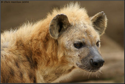 Hyenas and relatives